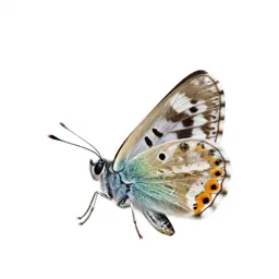 Lycaenid