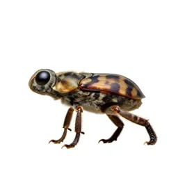Lygus bug
