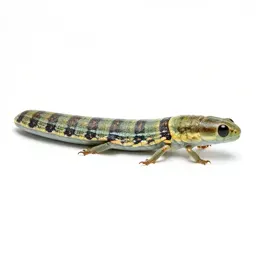 Lymantriid