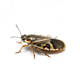 Meadow spittlebug