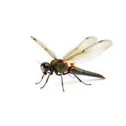 Mecopteran