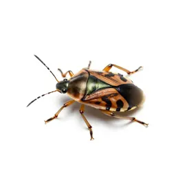 Mirid bug