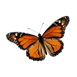 Monarch