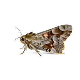 Moth miller