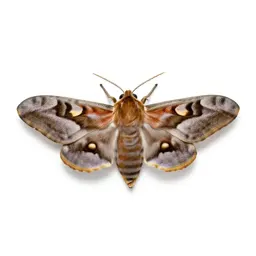 Moth