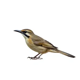 Mud dauber