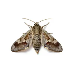 Noctuid moth