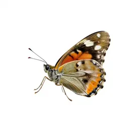Nymphalid