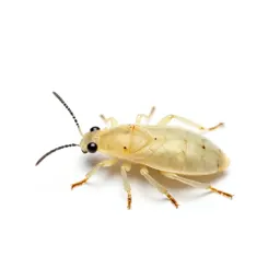 Pale chrysanthemum aphid