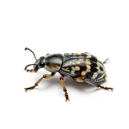 Pea weevil