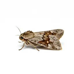 Pernyi moth