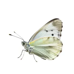 Pierid