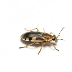Pine leaf aphid