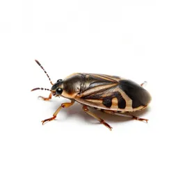 Pine spittlebug