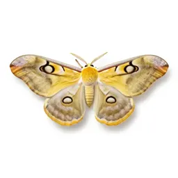 Polyphemus moth