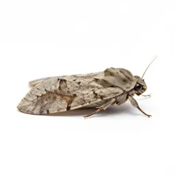 Potato moth