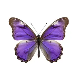 Purple emperor