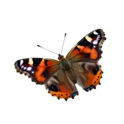 Red admiral