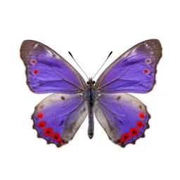 Red-spotted purple