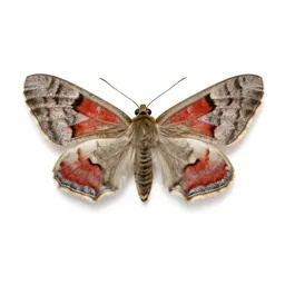 Red underwing
