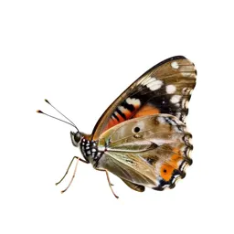 Ringlet