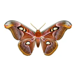 Saturniid