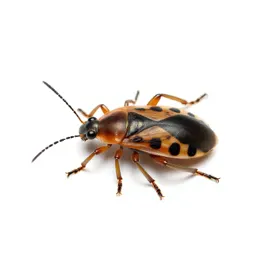 Scale insect