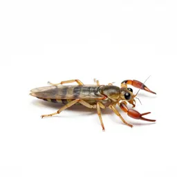 Scorpion fly
