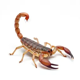 Scorpion