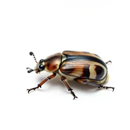 Seed beetle