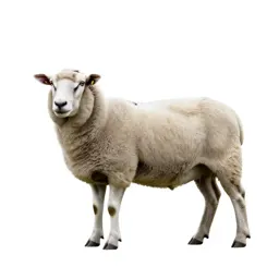 Sheep ked