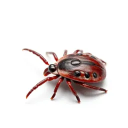 Sheep-tick