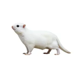 Small white