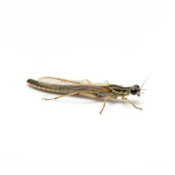 Snakefly