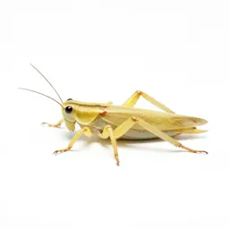 Snowy tree cricket
