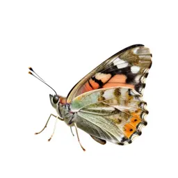 Southern cabbage butterfly