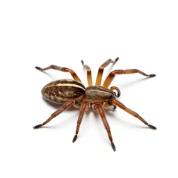 Spider mite
