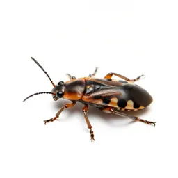 Spittle insect