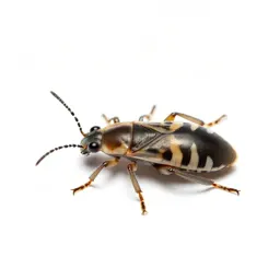 Spruce gall aphid
