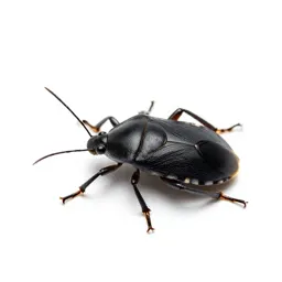 Squash bug