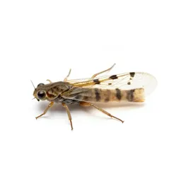 Stonefly