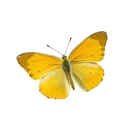 Sulphur butterfly