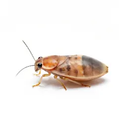 Sweet-potato whitefly