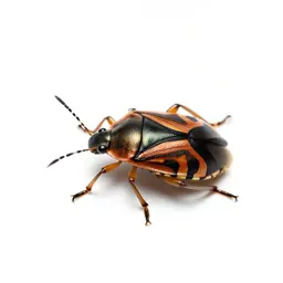 Tarnished plant bug