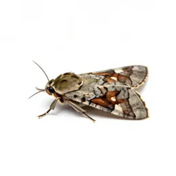 Tea tortrix