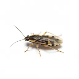 Thrips