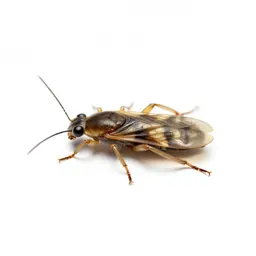 Thysanuran insect