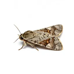 Tineoid