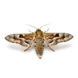 Tobacco moth