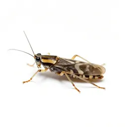 Tobacco thrips